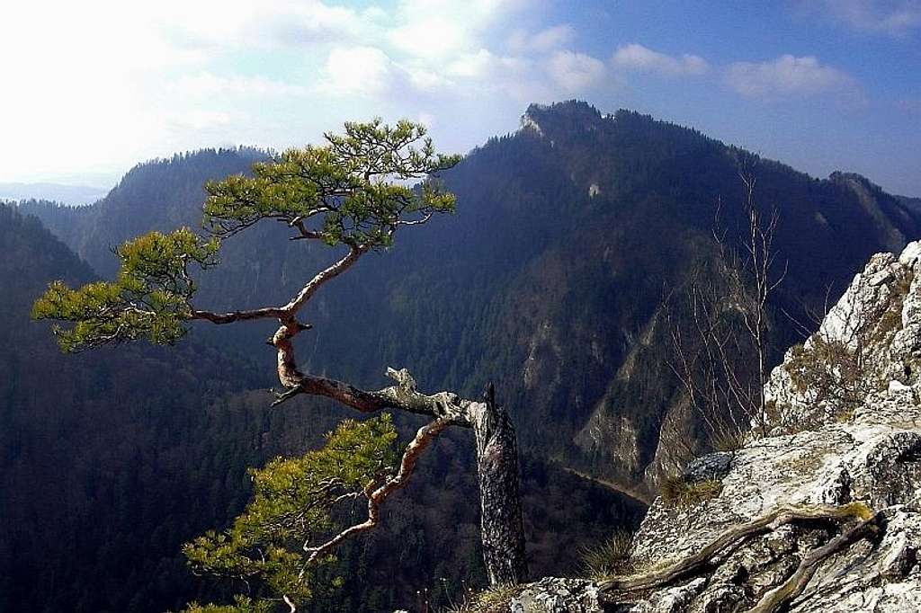 Famous pinetree and Mount Trzy Korony