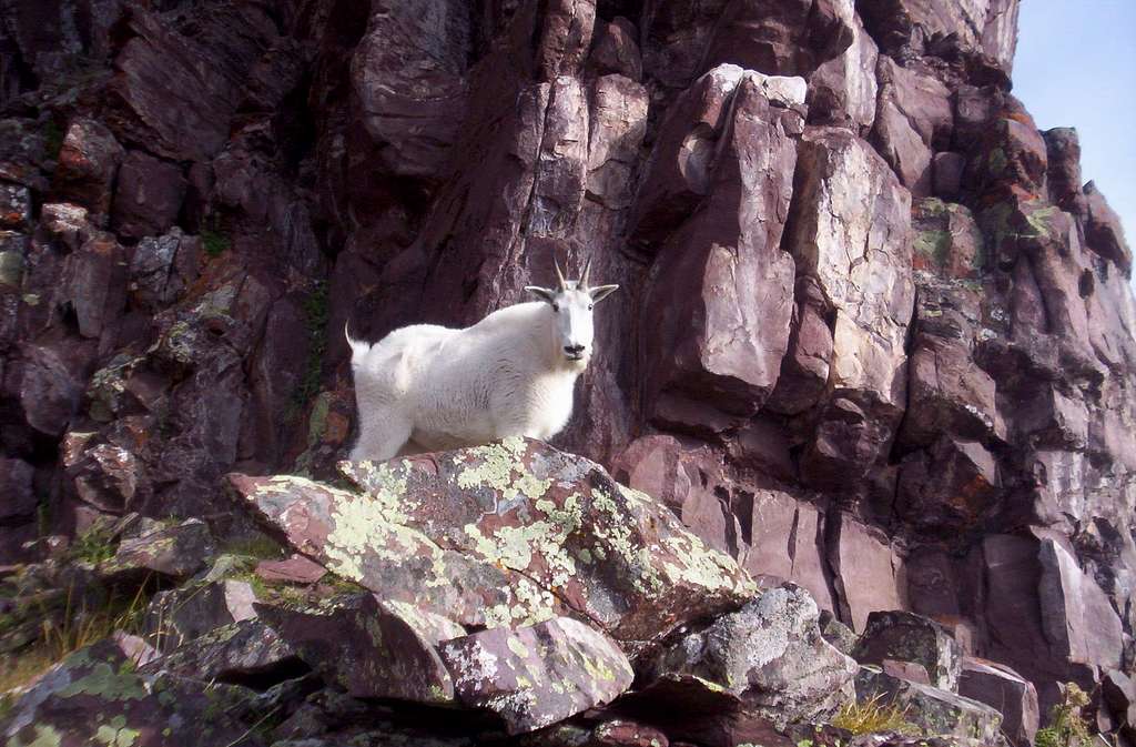 Goat on North Maroon Peak