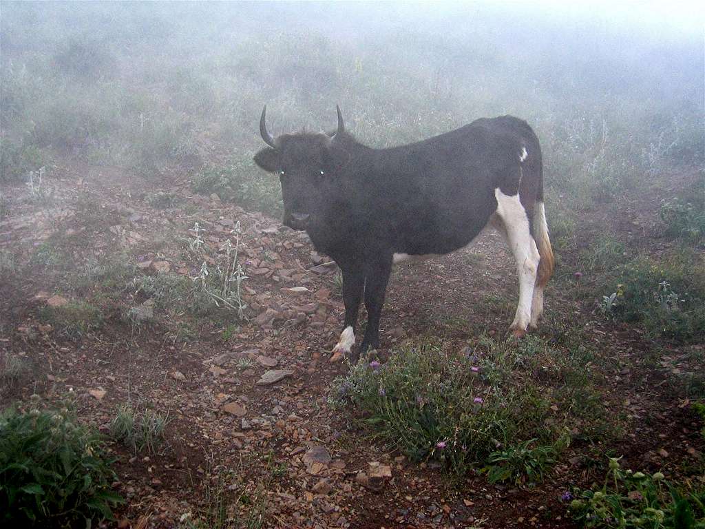 Bull in Fog