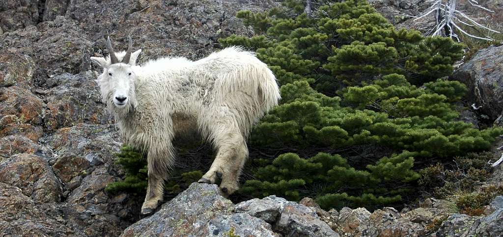 Scrubby Mt. Goat