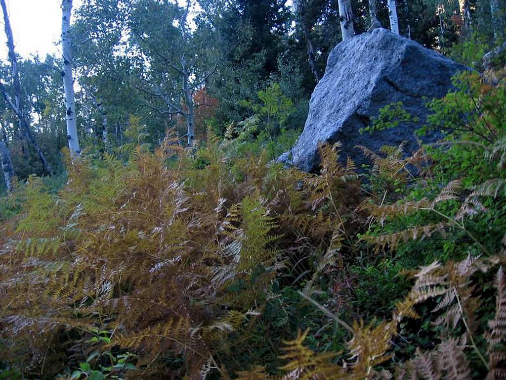 ferns changing color in Bells Canyon