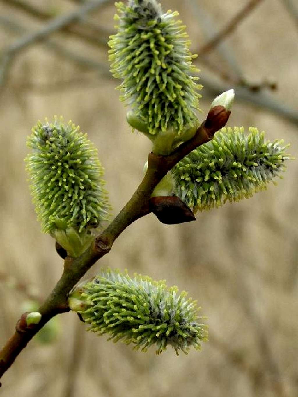 Female catkins of the Osier