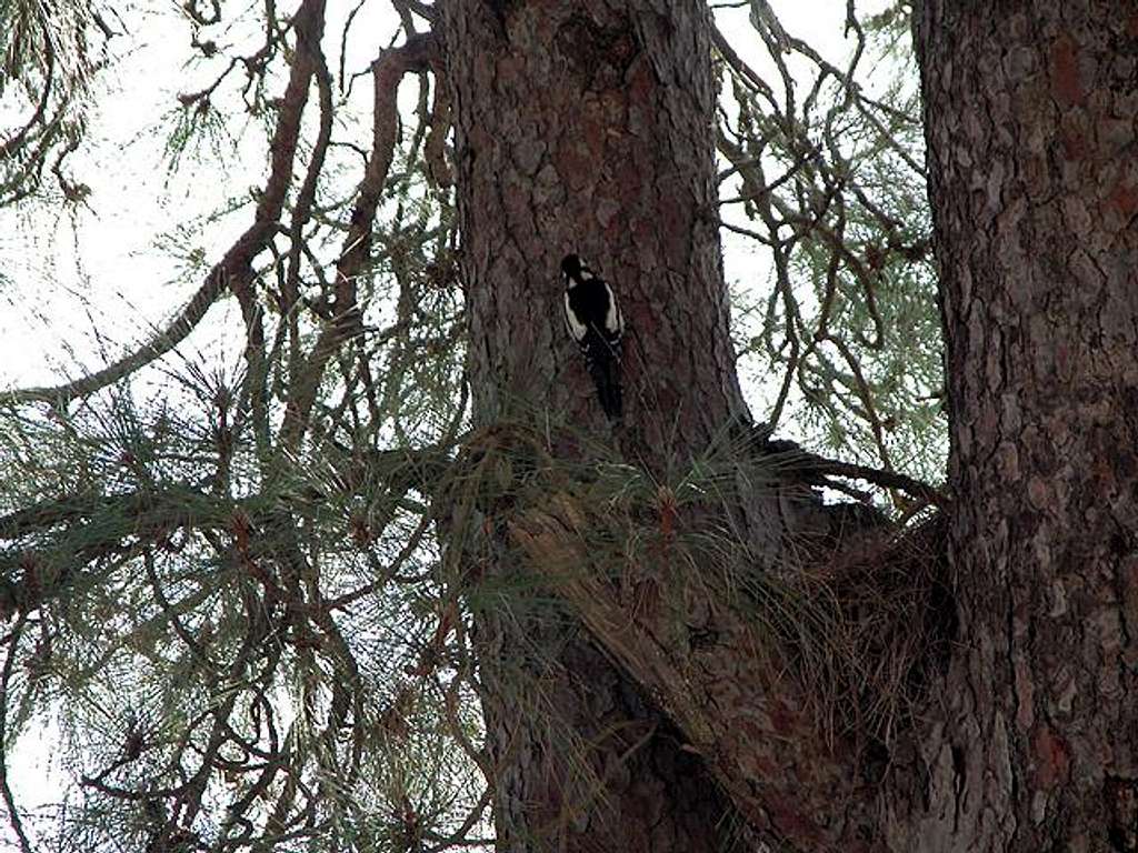 Spotted Woodpecker, Dec. 29th...