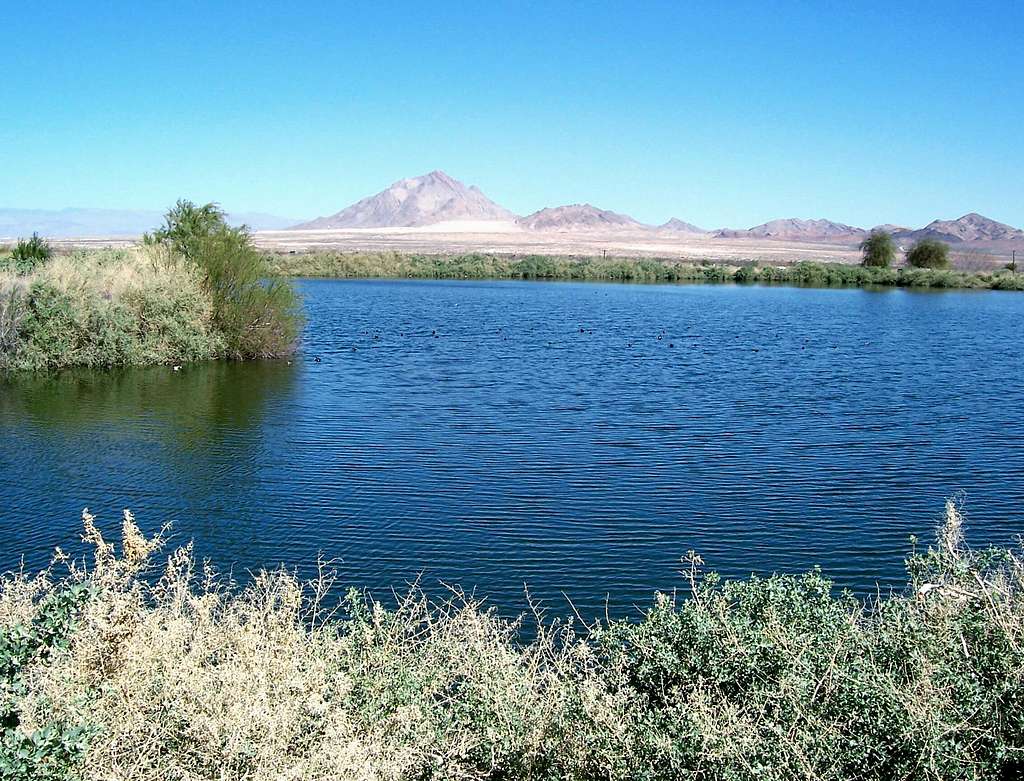 Mojave Desert Duck Pond