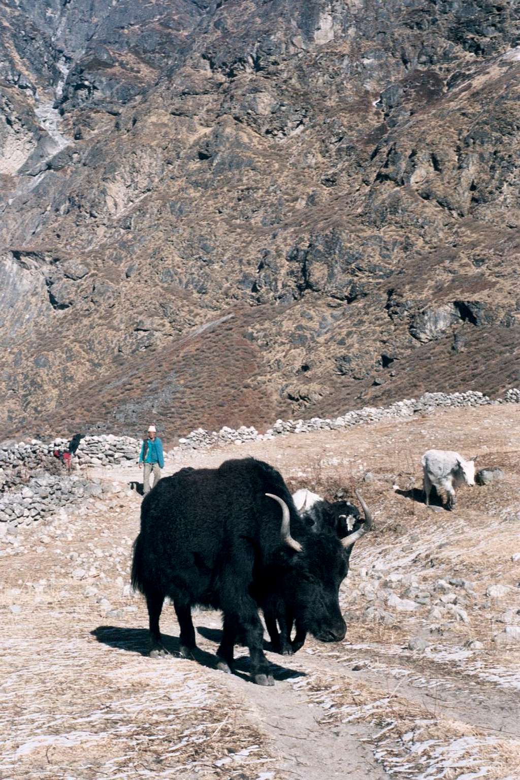 Yak in Langtang Valley