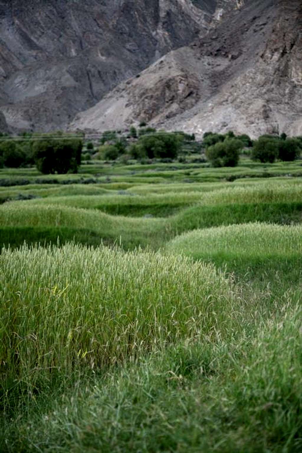Grain field of Askole Village, Karakoram, Pakistan