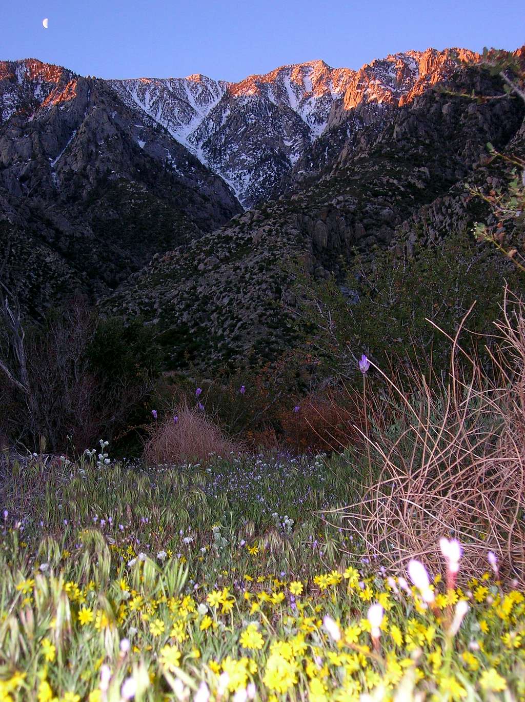 Snow Creek flowers