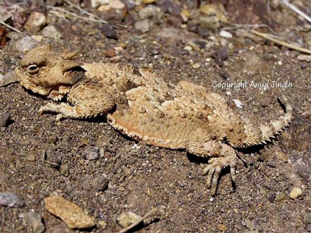 The Southern Desert Horned Lizard