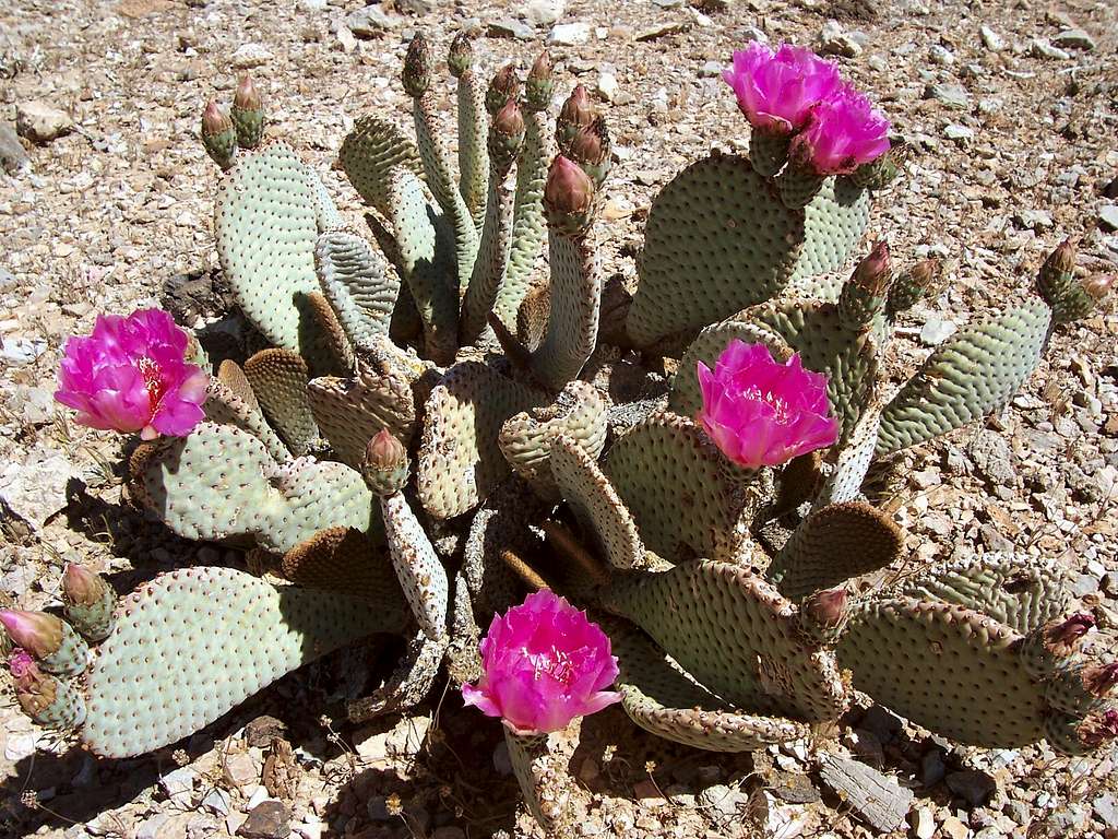 Blooming Beavertail