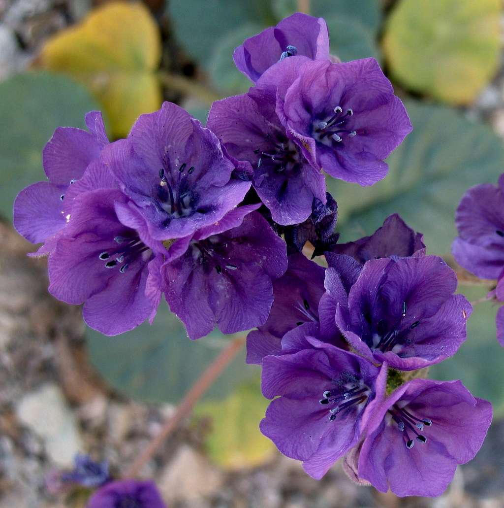 Badlands Peak-- Purple Wildflowers