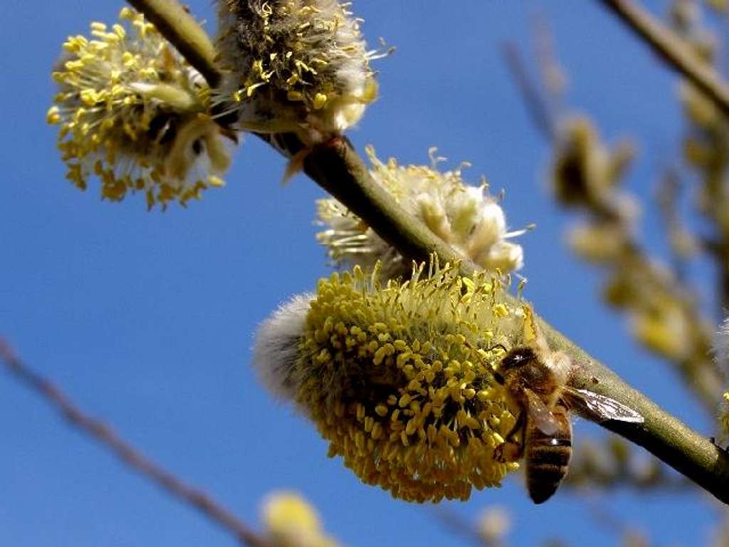 Bee on a catkin of the Osier