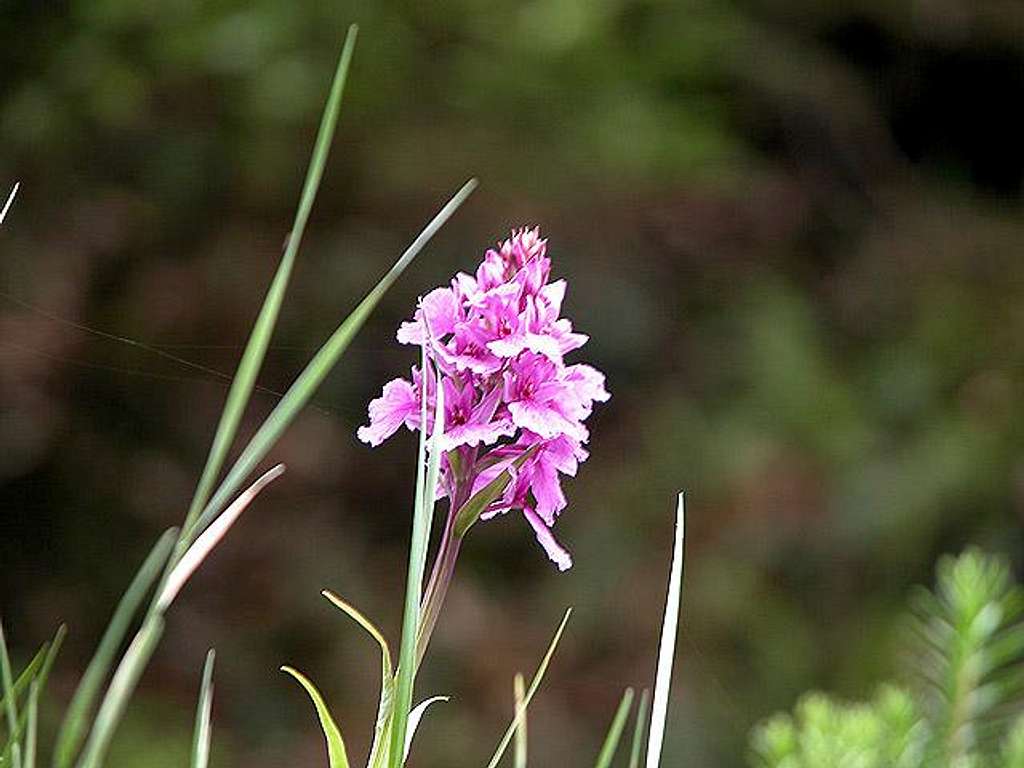 Wild Orchid on the slopes...