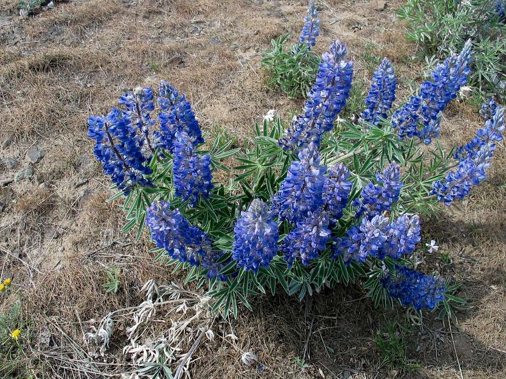 Desert Lupine