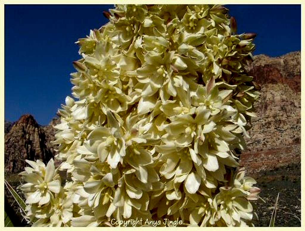 Mojave Yucca Blooms
