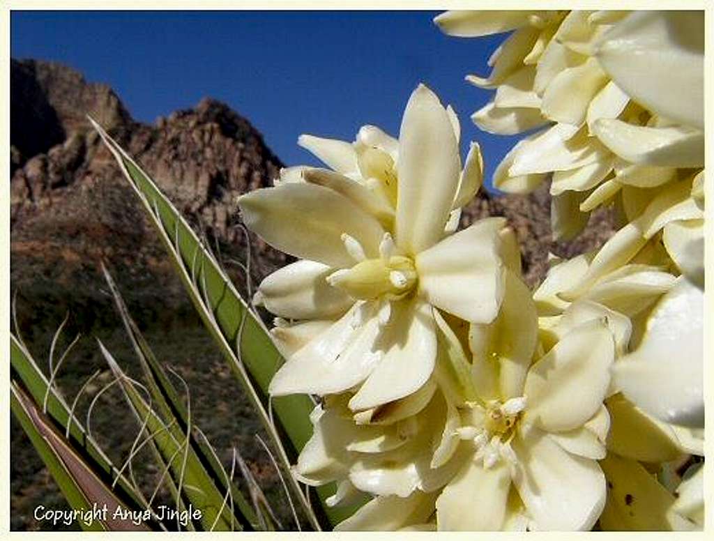 Mojave Yucca Flower