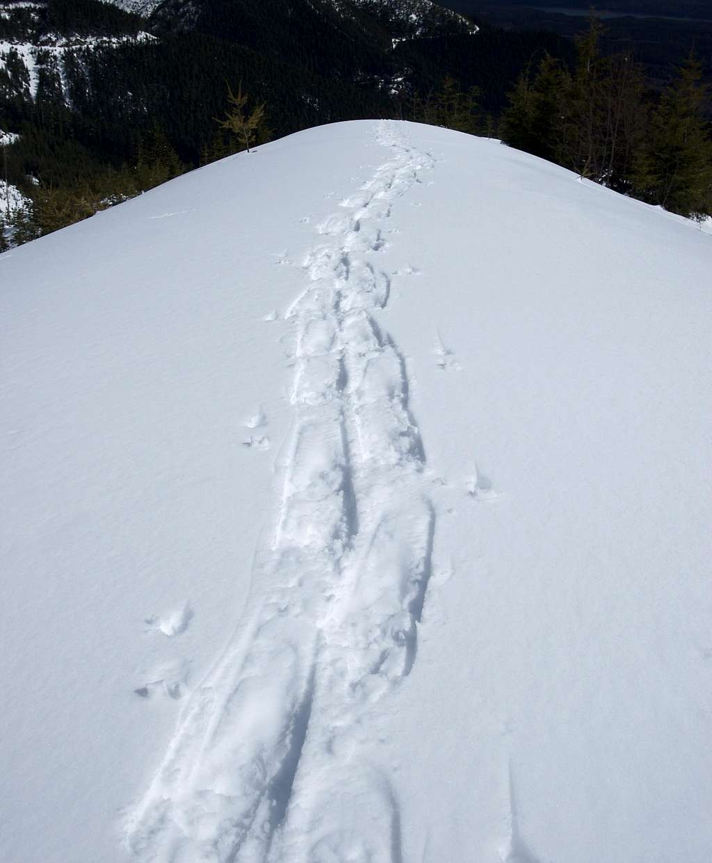 Snowshoe Tracks