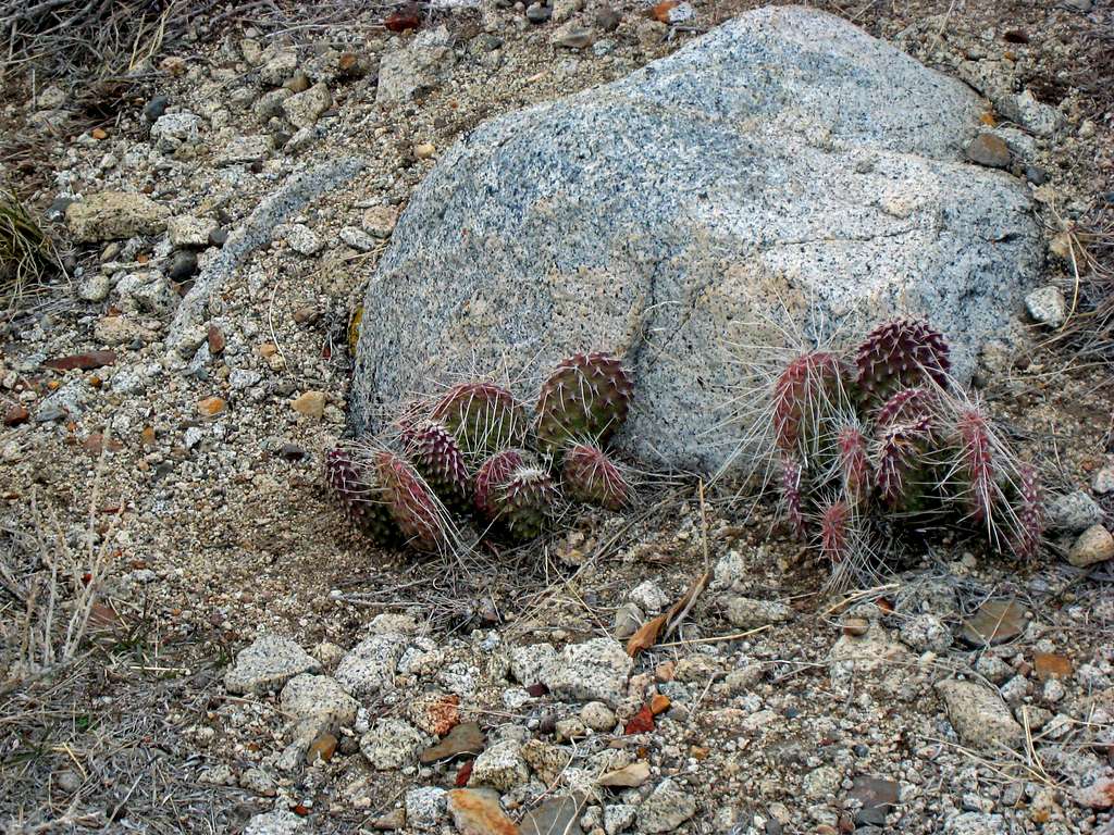 Small cacti