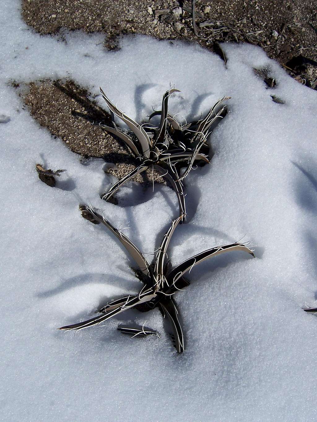 Snowy Yuccas