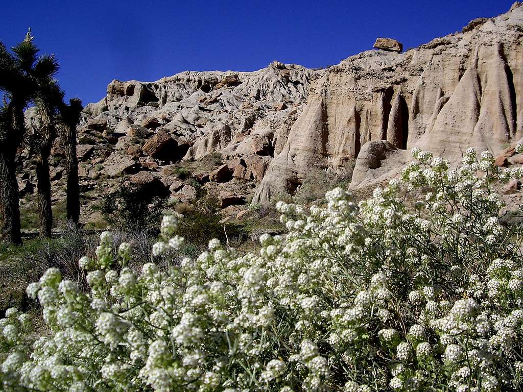Flowers, Joshua tree and Red rock canyon