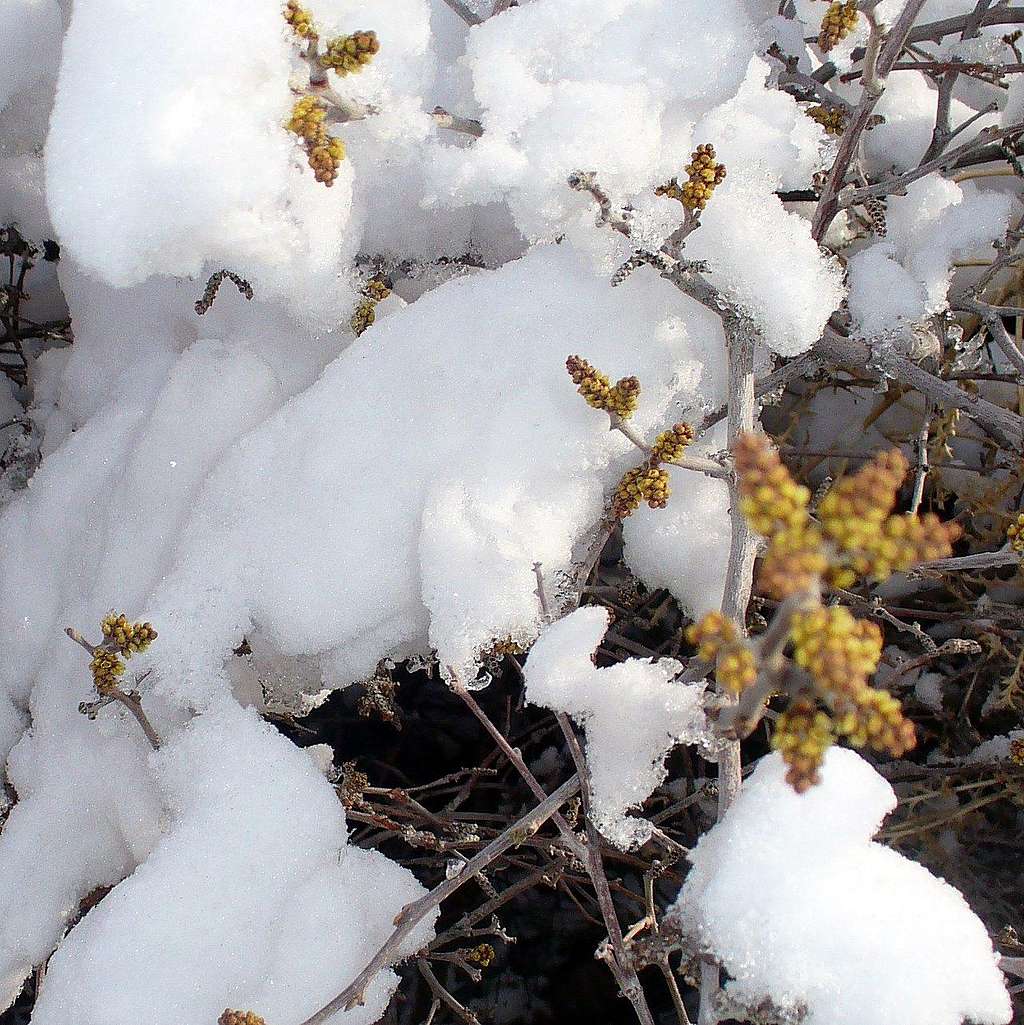 Blooming skunkberry