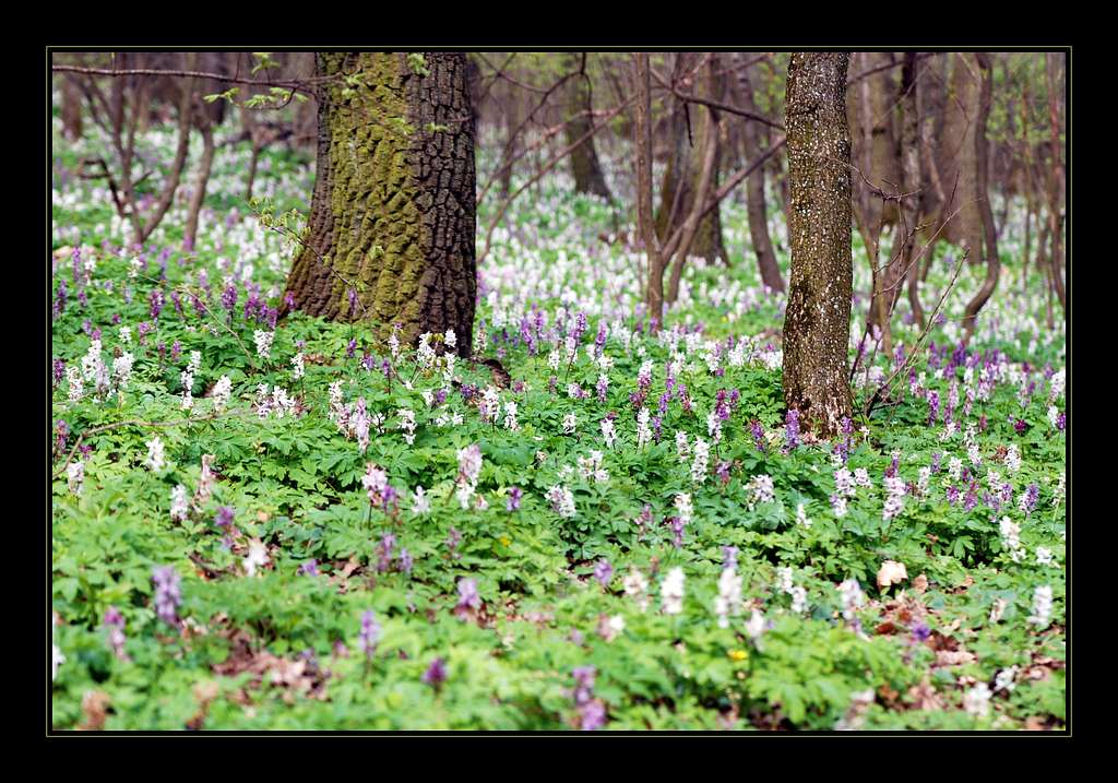 Spring in hungarian forest