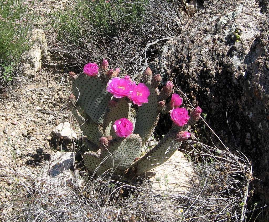 Cactus flowers in bloom