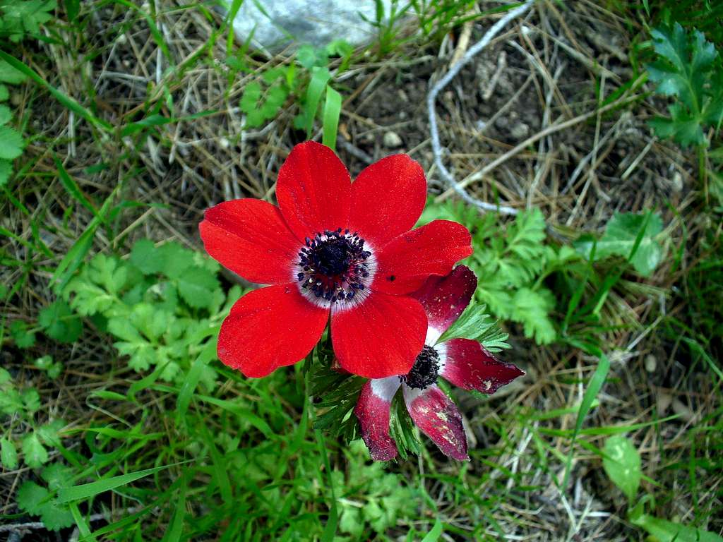 Poppy anemone: as if snuffed out by the wind...