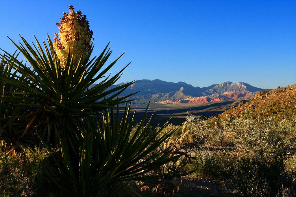 Yucca Plant at Red Rocks S.P.