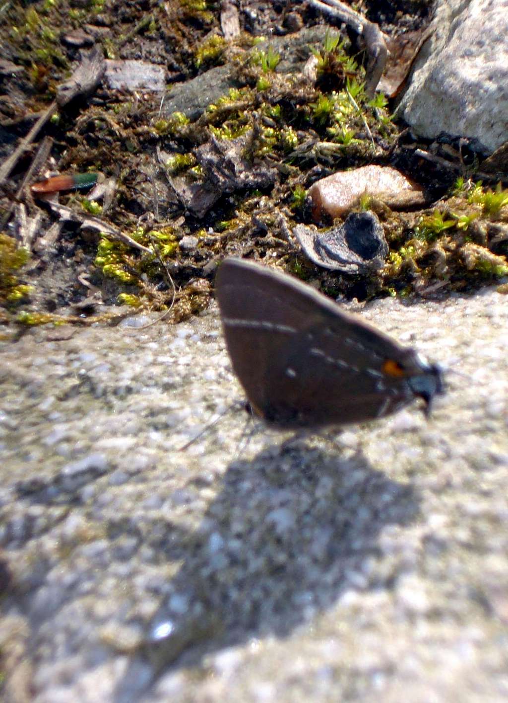 White M Hairstreak