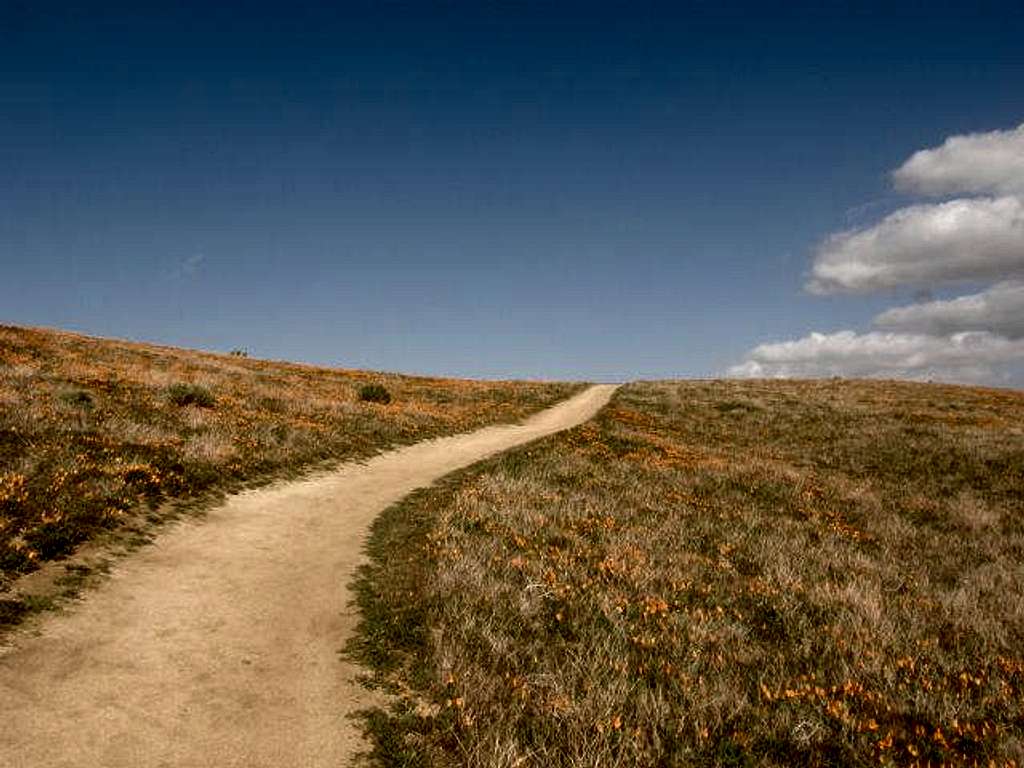 Poppy Reserve Trail