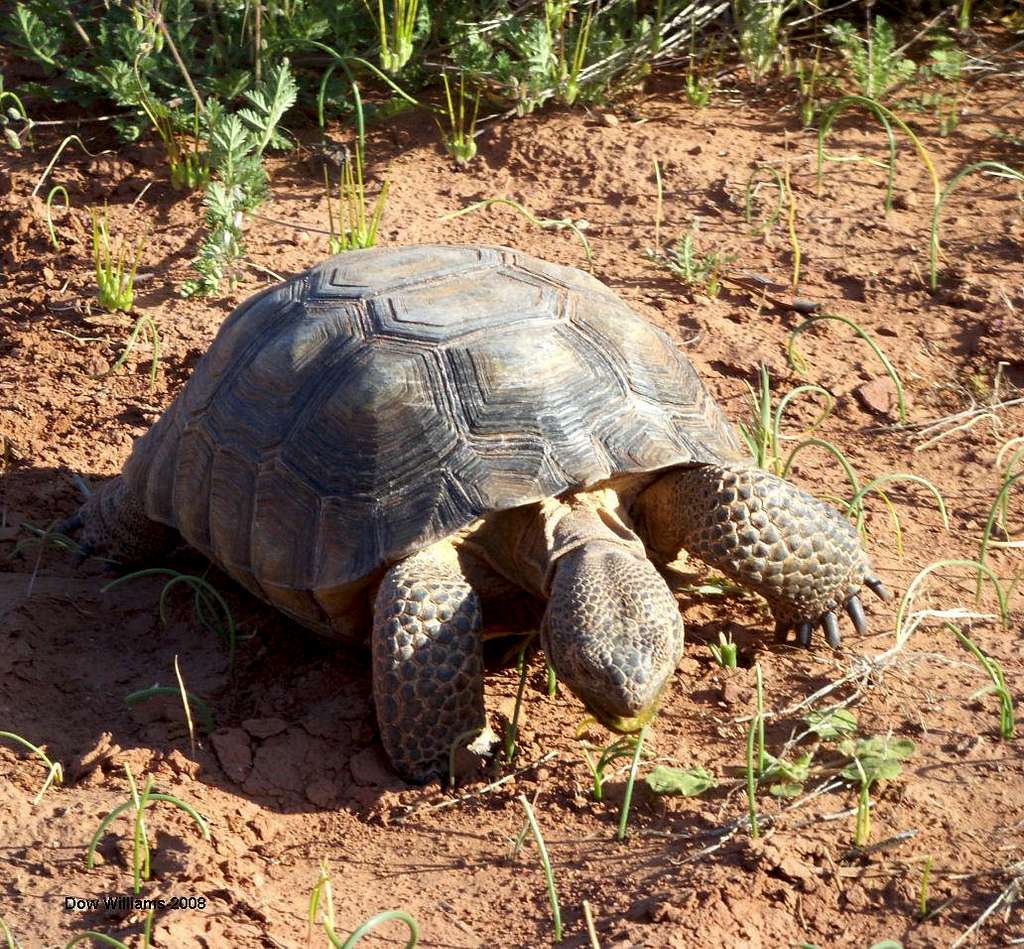 Desert Tortoise