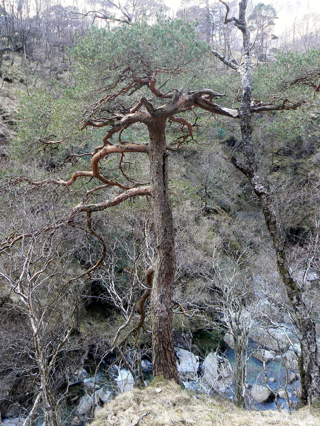 Caledonian Pine Tree