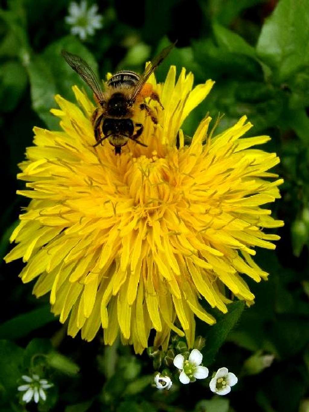 Bee on a flower of Dandelion
