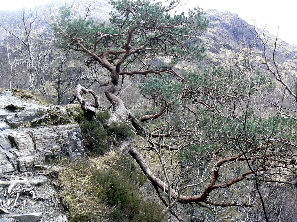 Caledonian Pine  Tree