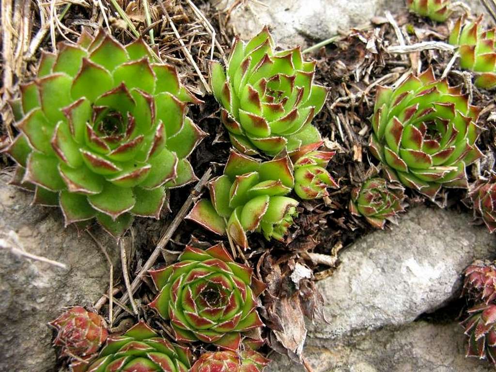 Cuvarkuca (Sempervivum tectorum L.)