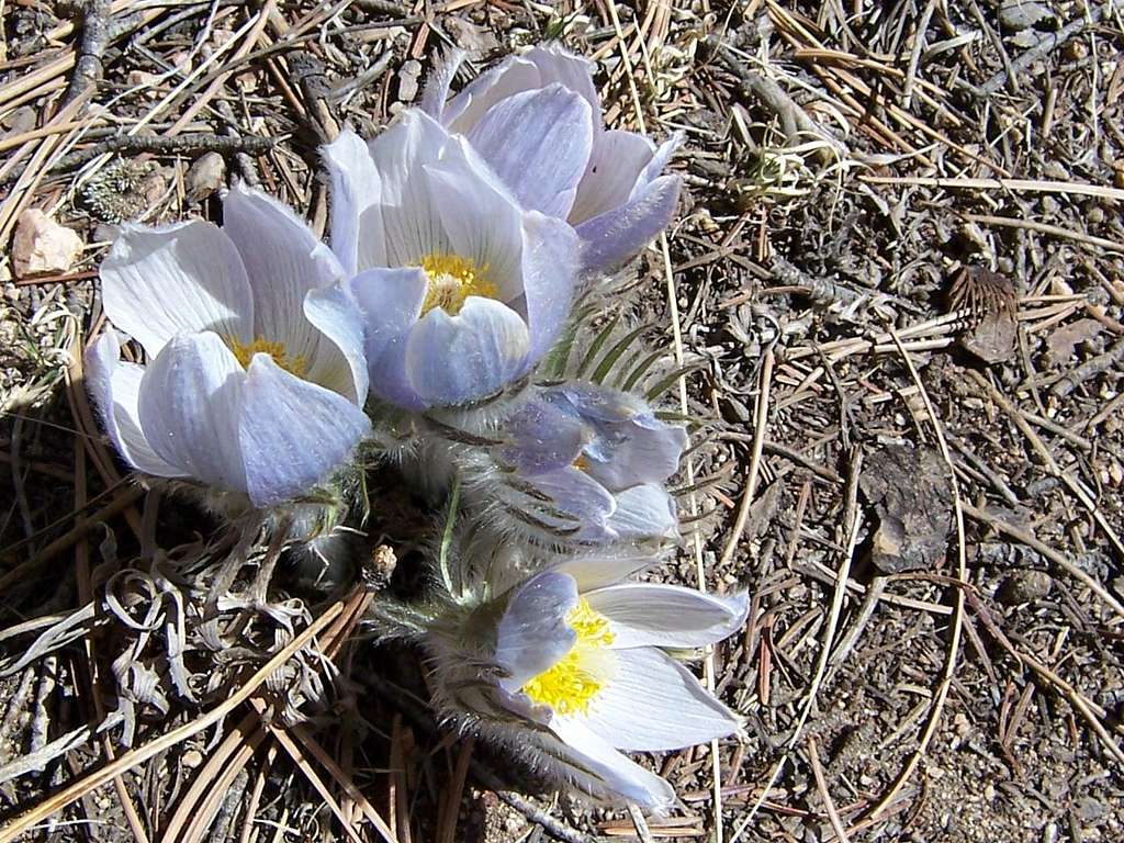 Signal Butte Pasqueflower