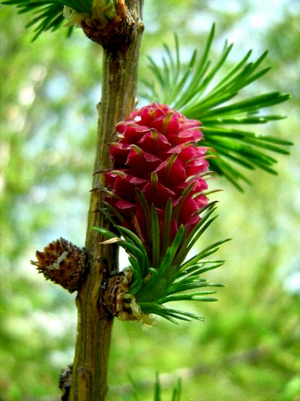 Male Bud and Female Flower of European Larch