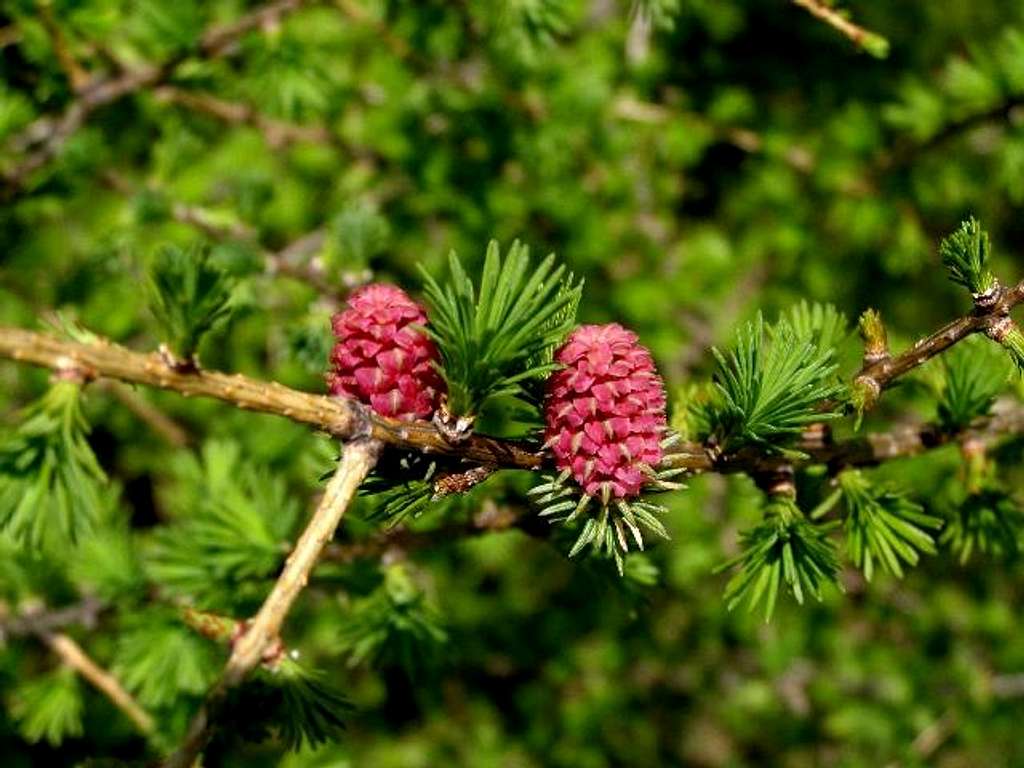 Female Flowers of European Larch