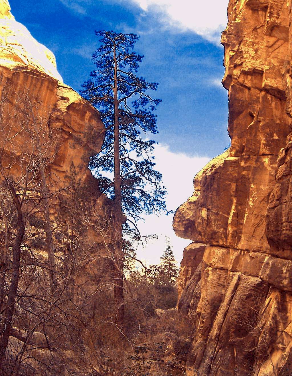 Pine Canyon Sunburst