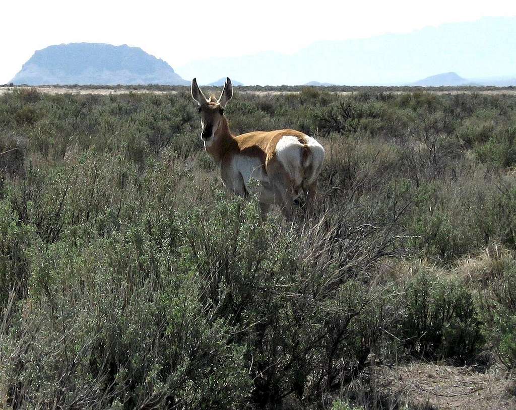Proghorn Antelope are