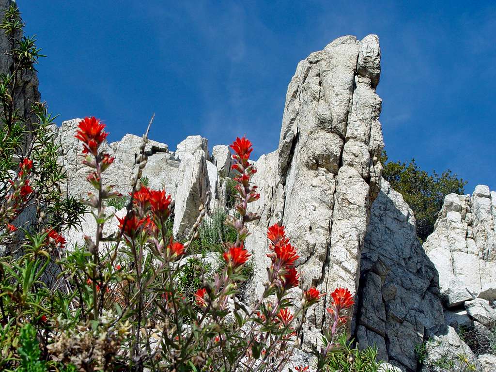 Indian Paintbrush