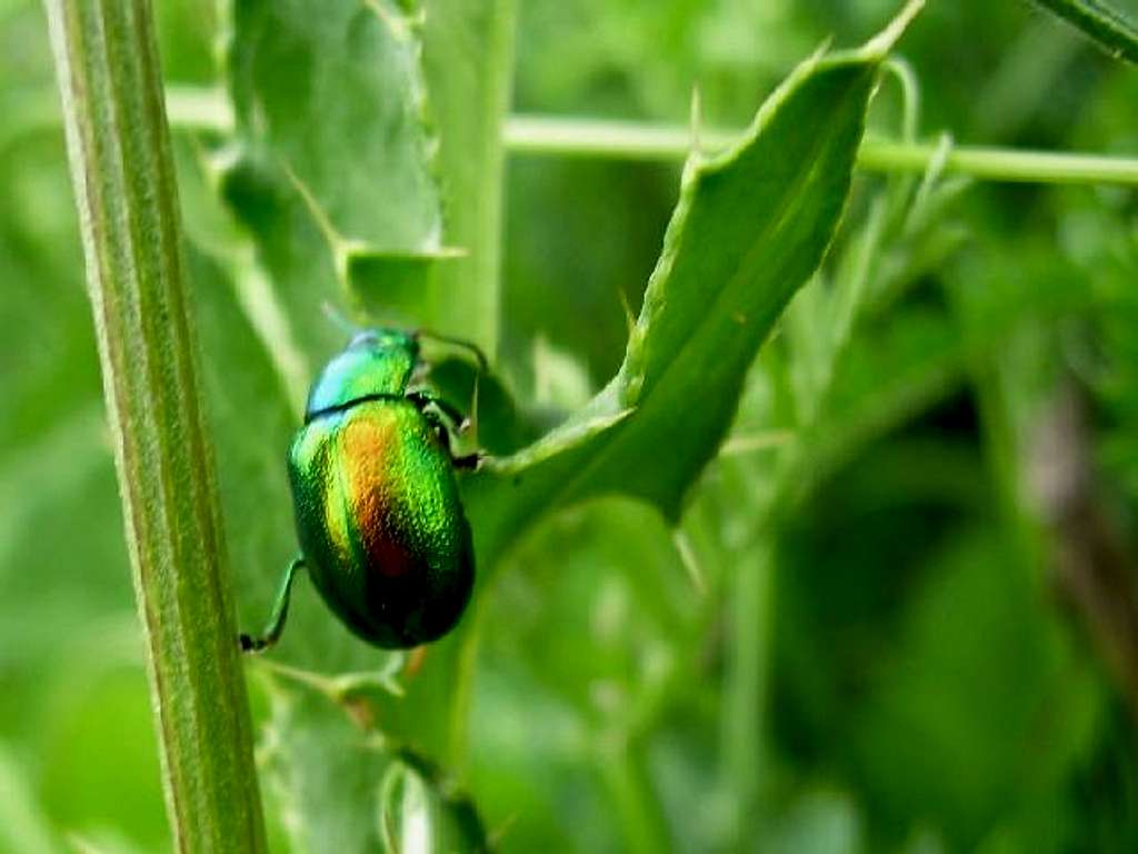 Leaf Beetle