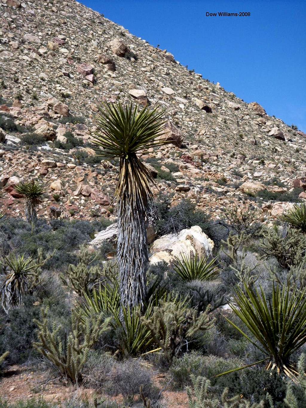 Yucca, Tallest