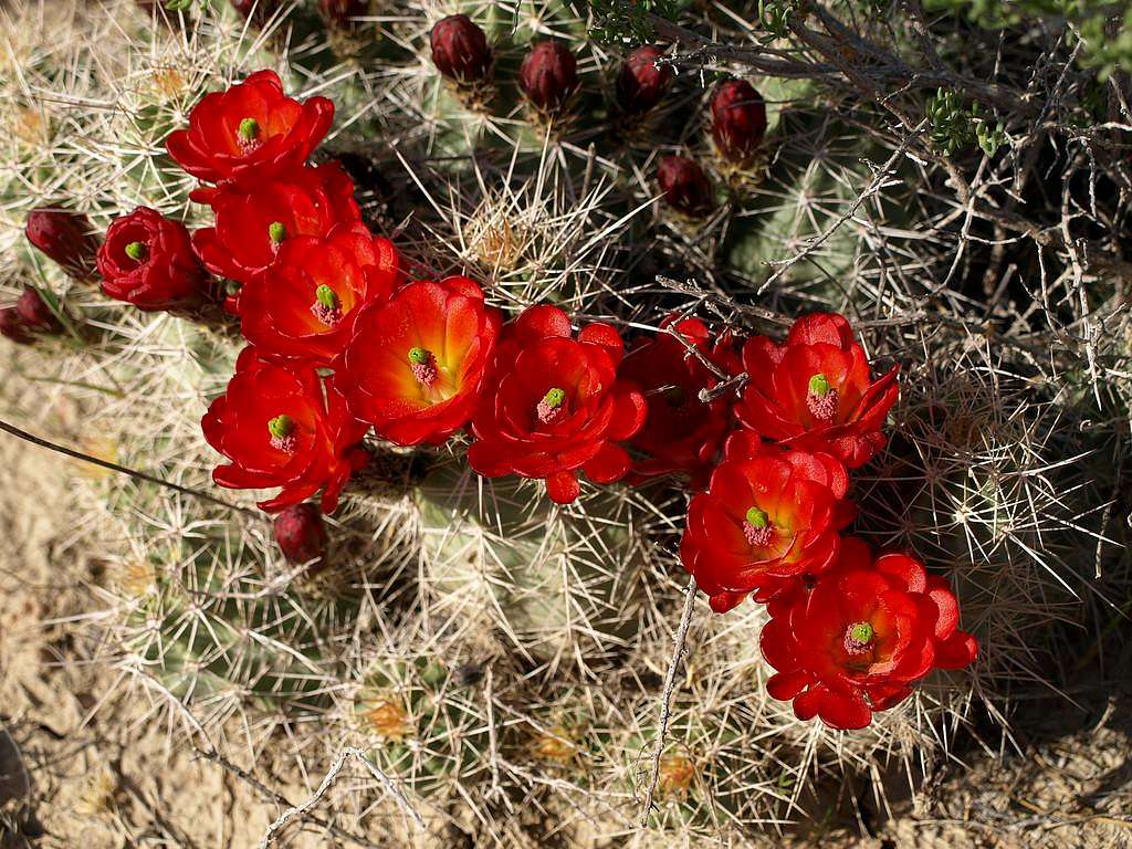 Claret Cup in bloom