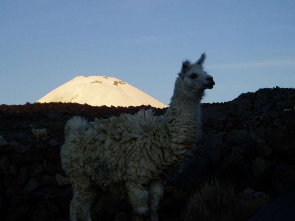 Parinacota glows in the last  sun rays of the day