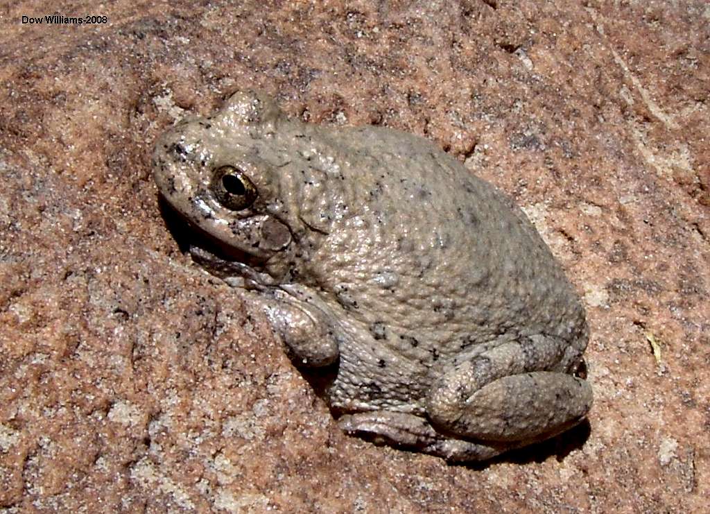 Spotted Canyon Frog