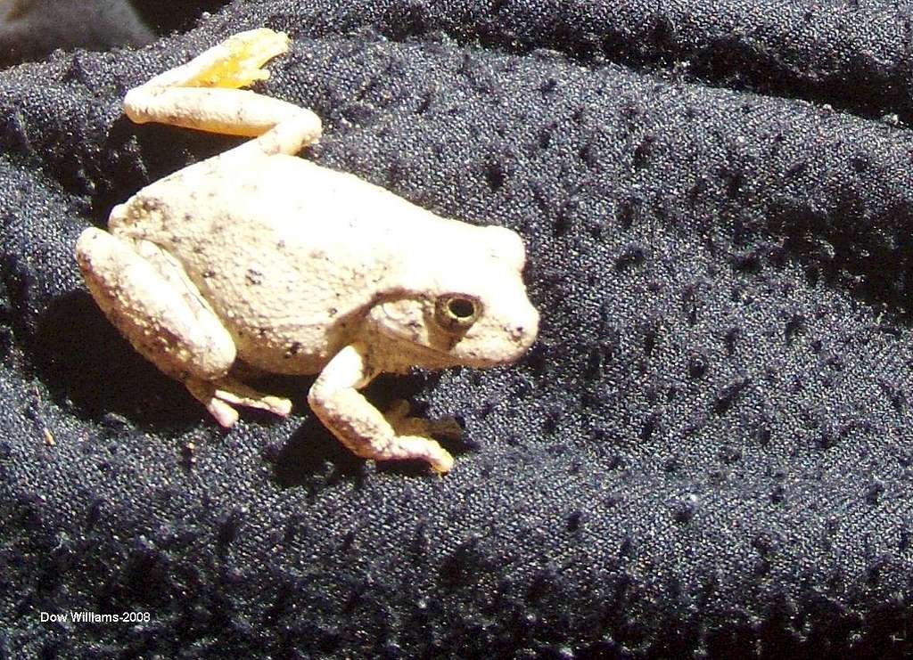 Spotted Canyon Frog