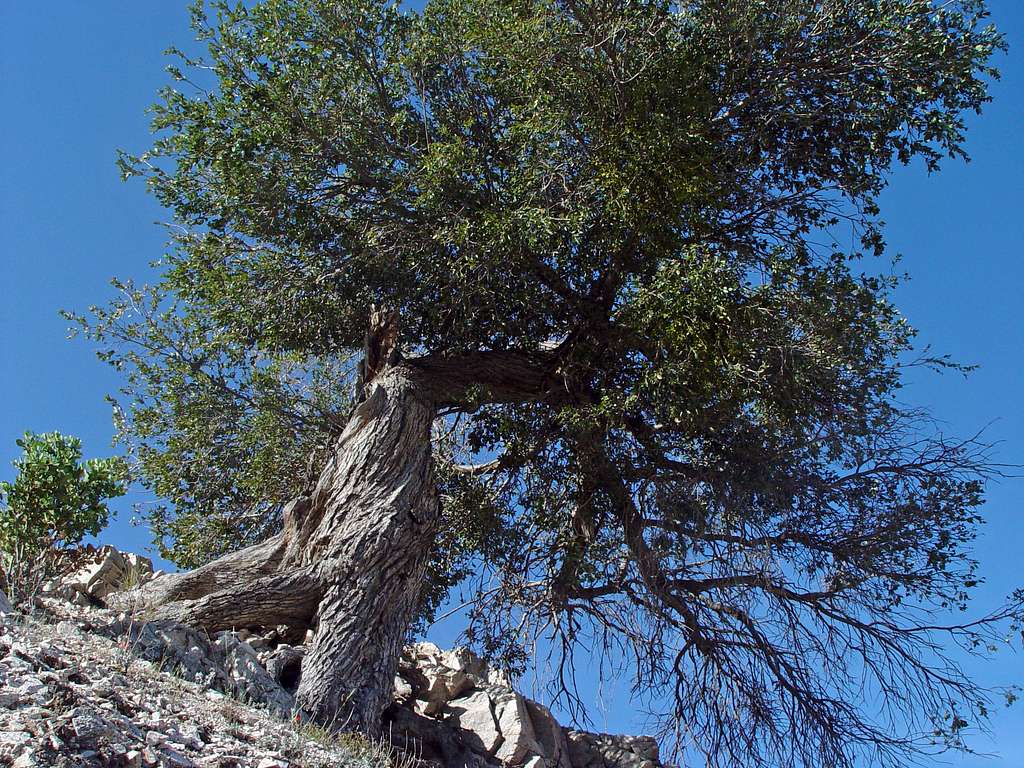 Gnarled Tree