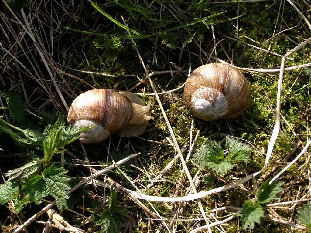Burgundy Snails