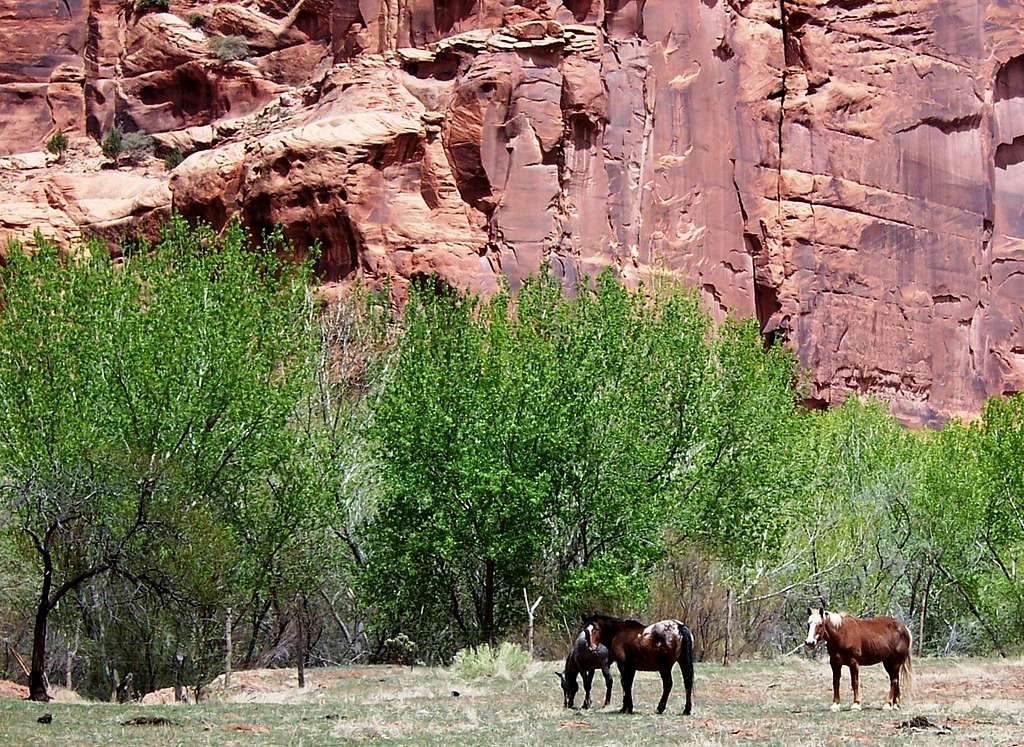 Navajo horses grazing